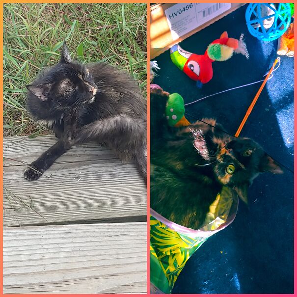 Cinder's Transformation From When I First Found Her And 2 Months Later