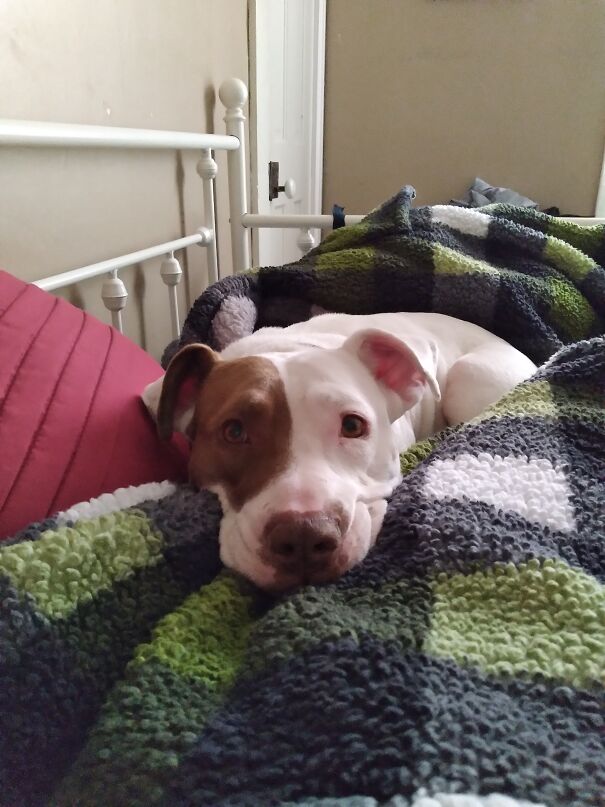 This Is Miss Pea, Our Deaf Pitty/Staffy Dog. She Was Rescued After Being Locked And Abandoned By Severely Abusive Owners And Spent A Year In A Foster House Before We Adopted Her