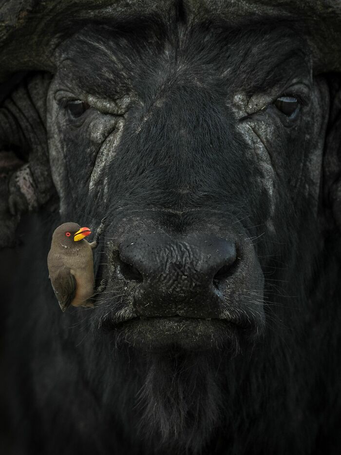 "Oxpecker And Water Buffalo" By Lakshitha Karunarathhna, Silver Winner In Behavior - Birds Category