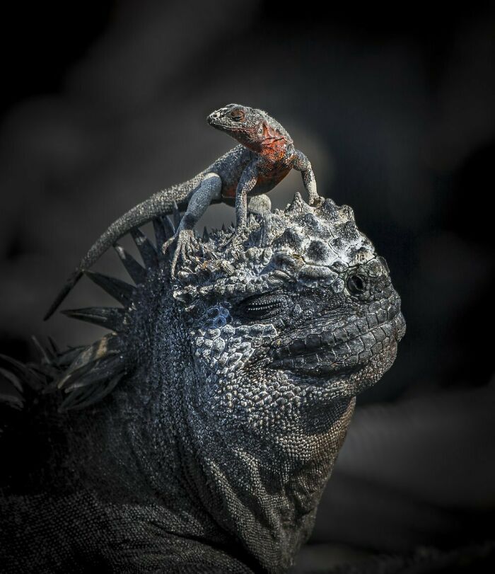 "Head Massage" By John Saeger, Gold Winner In Behavior — Amphibians And Reptiles Category