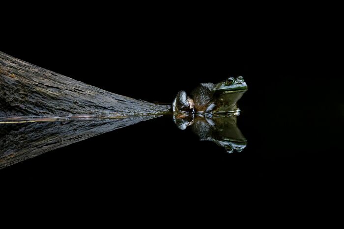 "Reflections Of The Frog" By Rafal Dymarkowski, Bronze Winner In Behavior — Amphibians And Reptiles Category