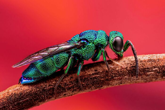 "Cuckoo Wasp" By Kevin Blackwell, Bronze Winner In Behaviour - Invertebrates Category