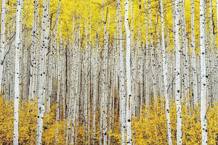 "Aspen Trees" By Robert Ross, Silver Winner In Nature Art Category