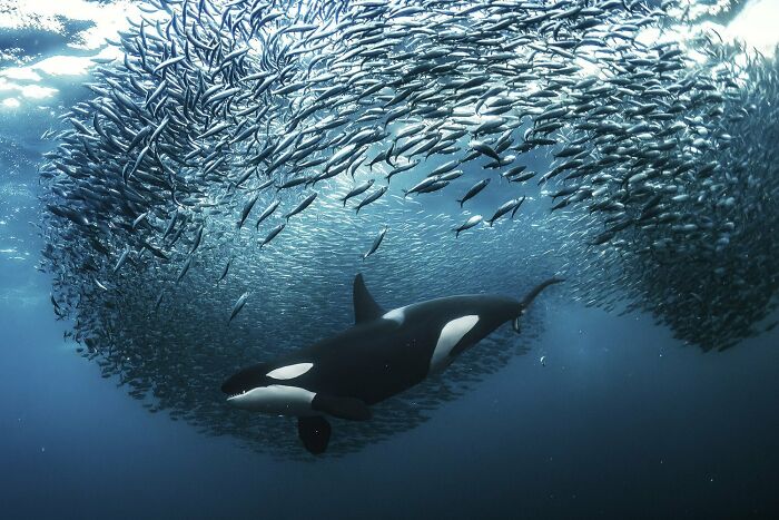 "Crowd Control" By Andy Schmid, Gold Winner In Underwater Category