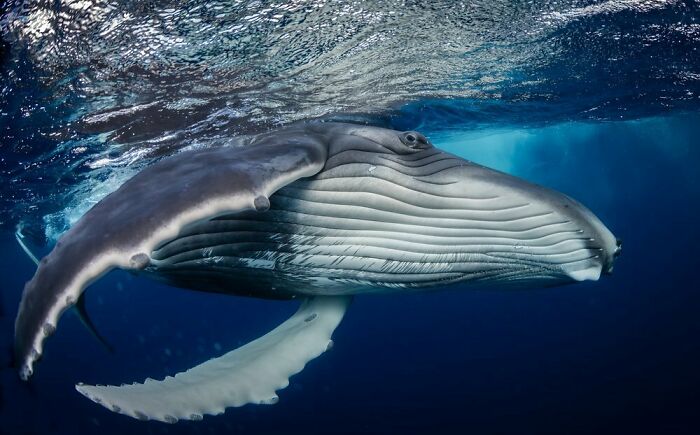 "Young Humpback Playing II" By Philip Hamilton, Silver Winner In Underwater Category