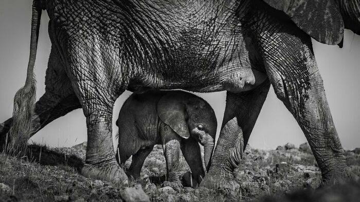 "Under A Mother’s Guidance" By Tom Way, Silver Winner In Black And White Category