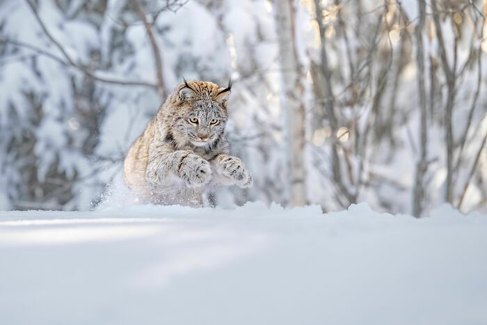 "Lynx Pounce" By Thomas Vijayan, Silver Winner In Animals In Their Habitat Category