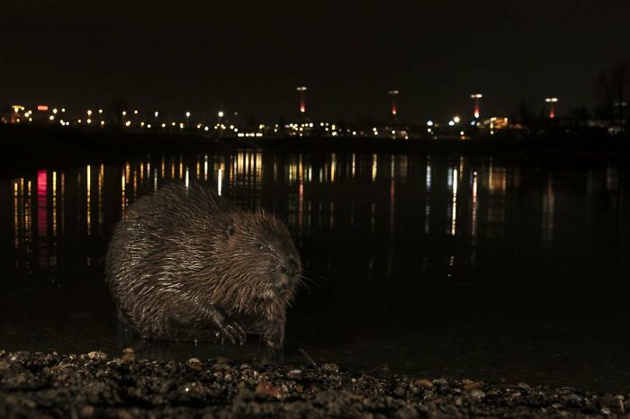 "Budapest Beaver" By Adam Horvath, Bronze Winner In Urban Wildlife Category
