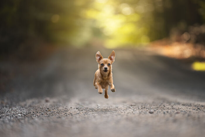 Small dog captured mid-run on a gravel path, showing one of the most adorable faces of joy in motion.