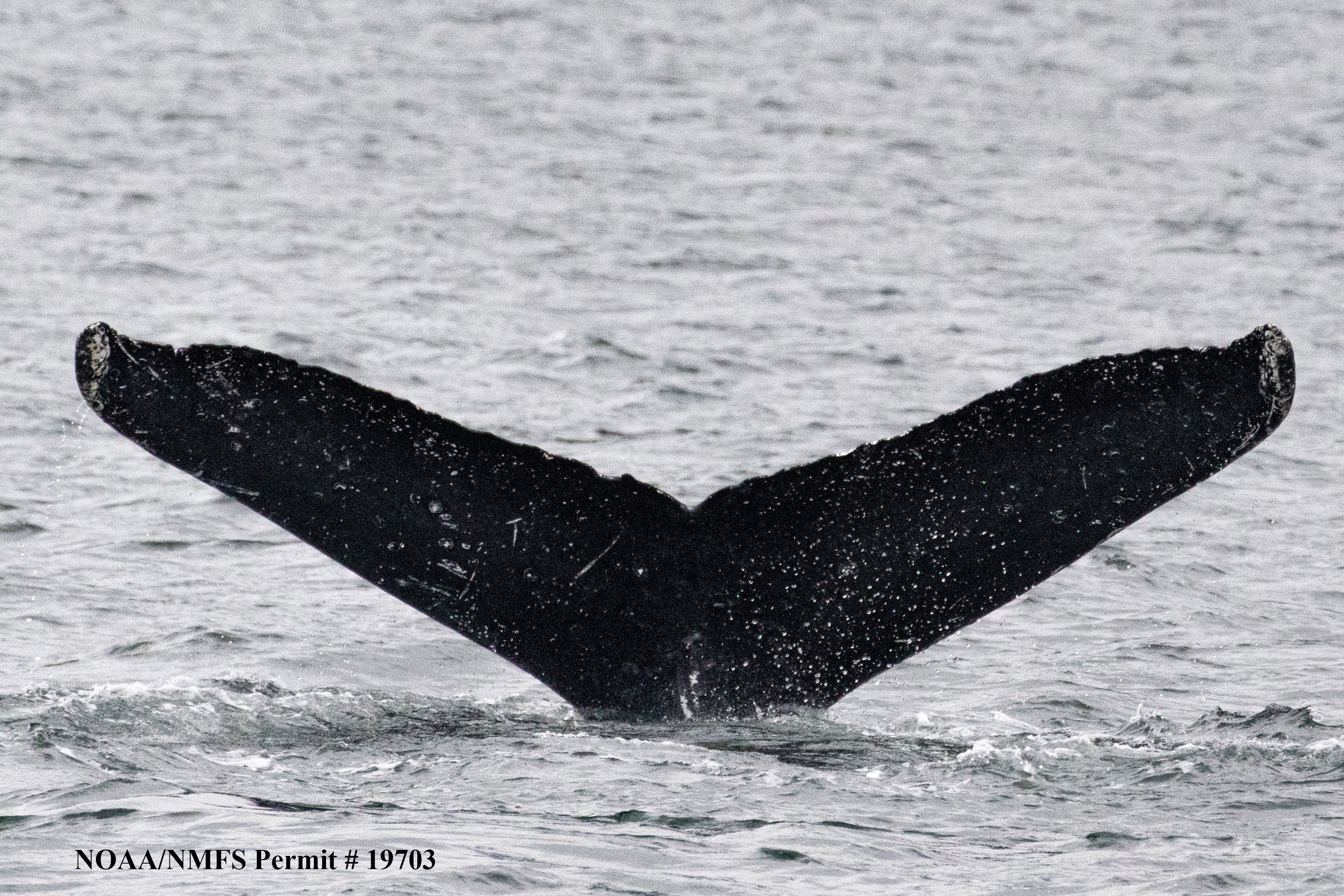 Scientists Hold A 20-Minute ‘Conversation’ With A Whale Named Twain In His Own Language
