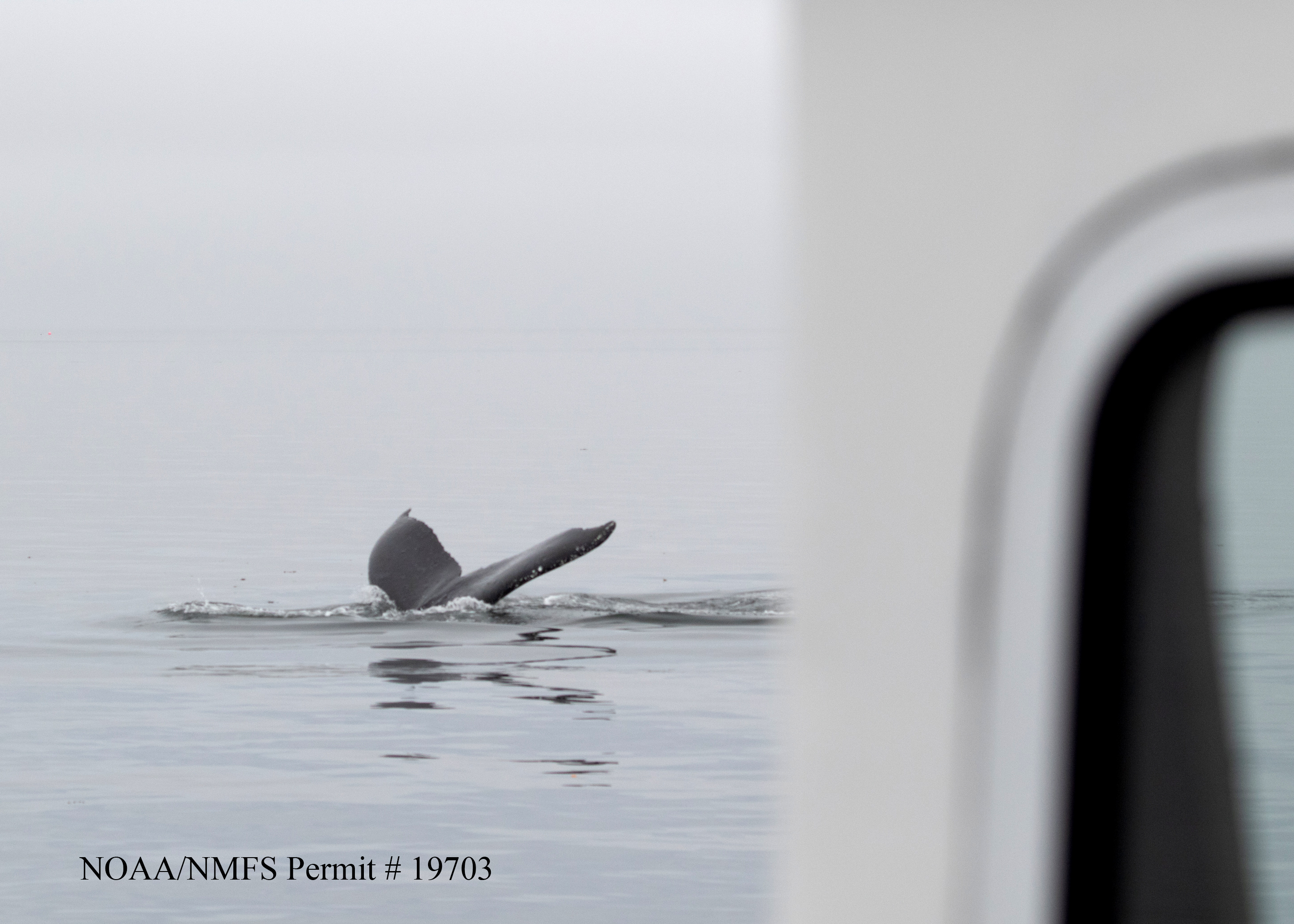 Scientists Hold A 20-Minute ‘Conversation’ With A Whale Named Twain In His Own Language Scientists Hold A 20-Minute ‘Conversation’ With A Whale Named Twain In His Own Language