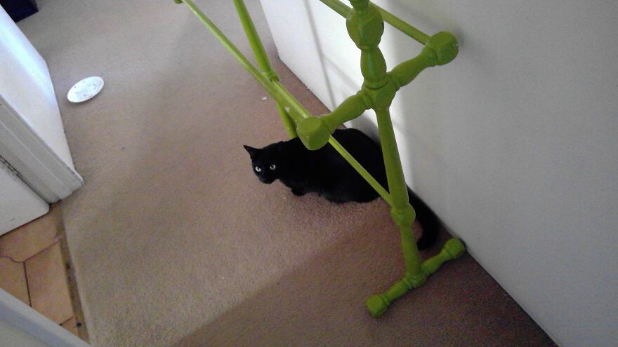 These Are My Cats That Are So Cute