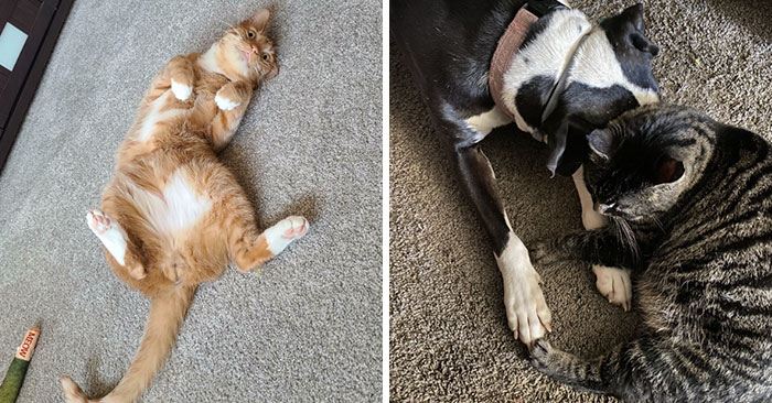 50 Adorable Pics Of Pets Who Found Their Forever Home (March Edition)
