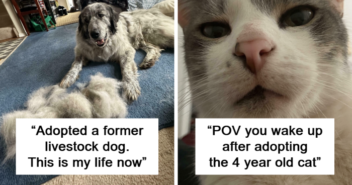 50 Adorable Pics Of Pets Who Found Their Forever Home (March Edition)