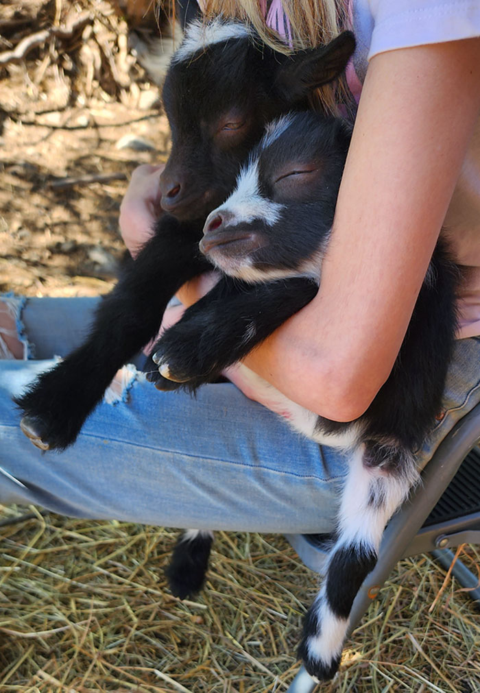 I Went To Visit A Friend's Farm, And Two Baby Goats Fell Asleep In My Wife's Arms