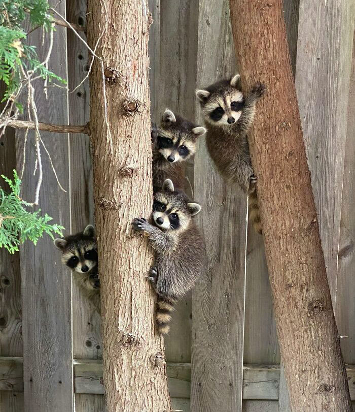 Family Of Raccoons In My Yard