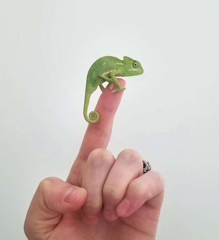 May I Present To You All My Chameleon, Finn