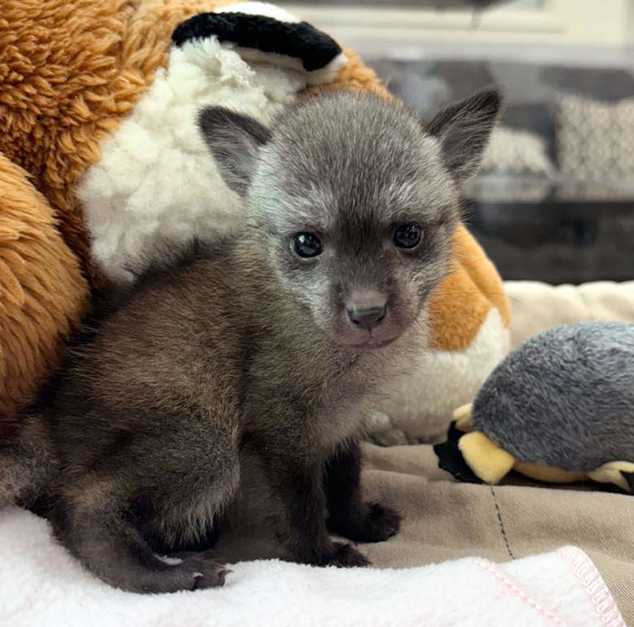 His Ears Popped Up Today! The Bat-Eared Fox Is A Small, African Fox Known For Its Enormous Ears, Which Can Grow To Over 5 Inches Tall