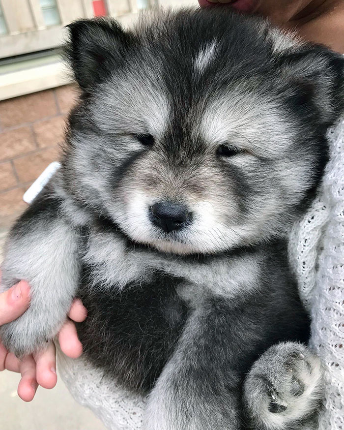 I Saw This Puppy On My Campus. I Had No Coherent Words For This Fluff