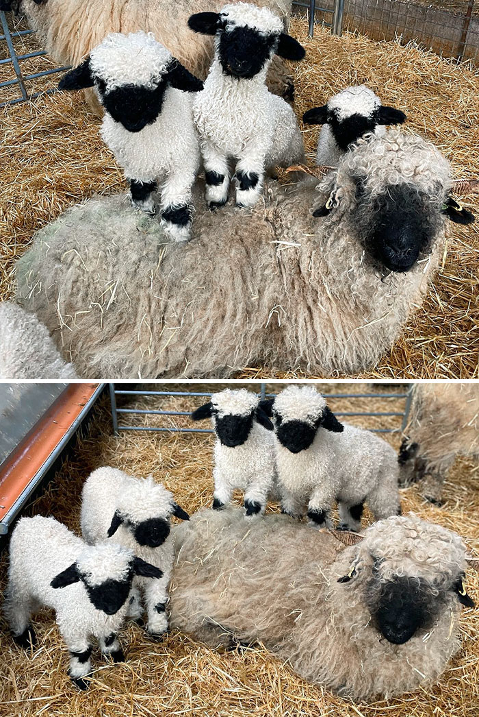 These Cheeky Little Lambs