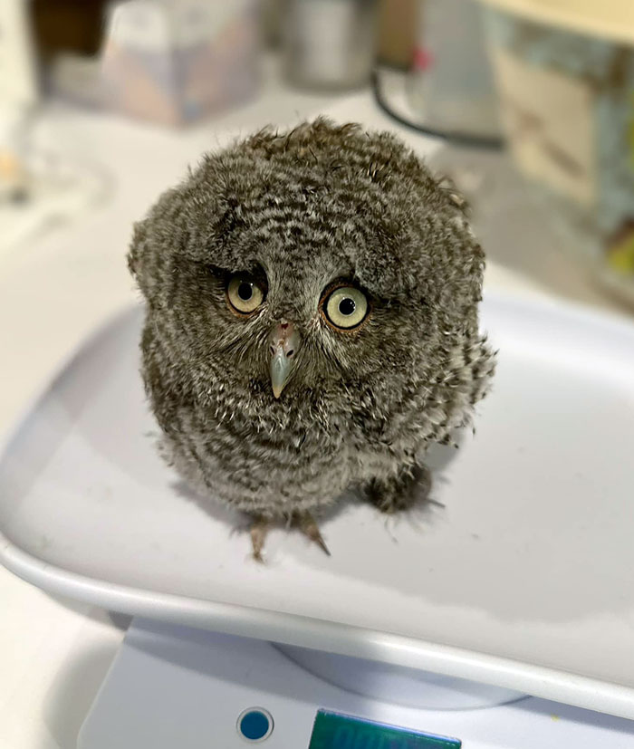 This Young Screech Owl Was Found In The Middle Of A Busy Road In Lowell. She Was Thin And Searching For Her Parents. We Took Care Of Her And Were Able To Put Some Weight Back On Her
