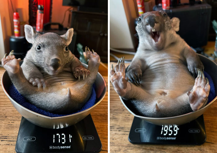 Baby Wombats Getting Their Weight Checked