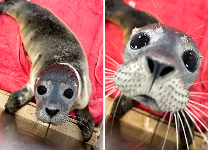 "Hi There", Says The Little Seal Pup