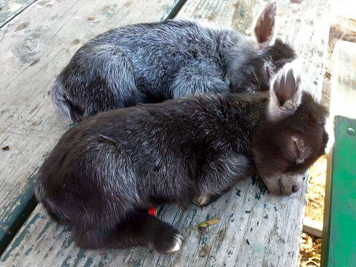 Sleeping Baby Donkeys