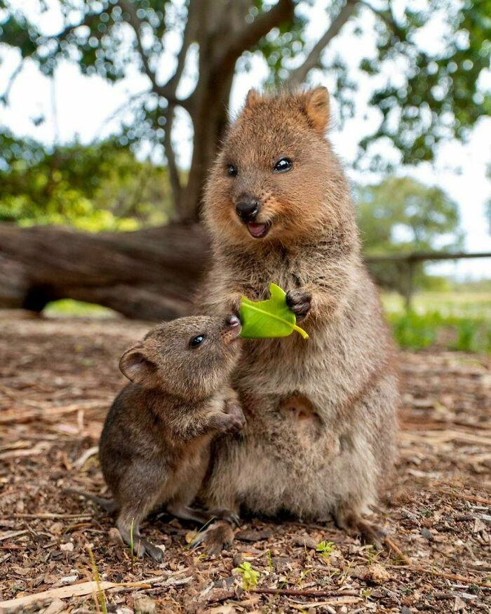 If This Photo Of A Mother Quokka Feeding Her Joey Doesn’t Put A Smile On Your Face, I Don’t Know What Will