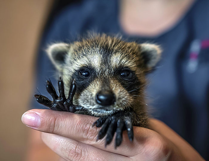 One Of Our Baby Raccoon Rescues Waving "Hello"