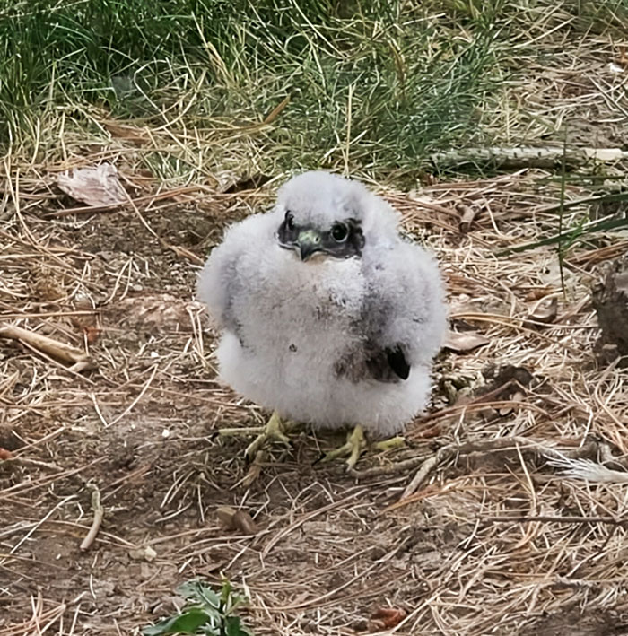 Found In A Backyard. A Rare And Endangered Peregrine Falcon: The Fastest Bird On The Continent