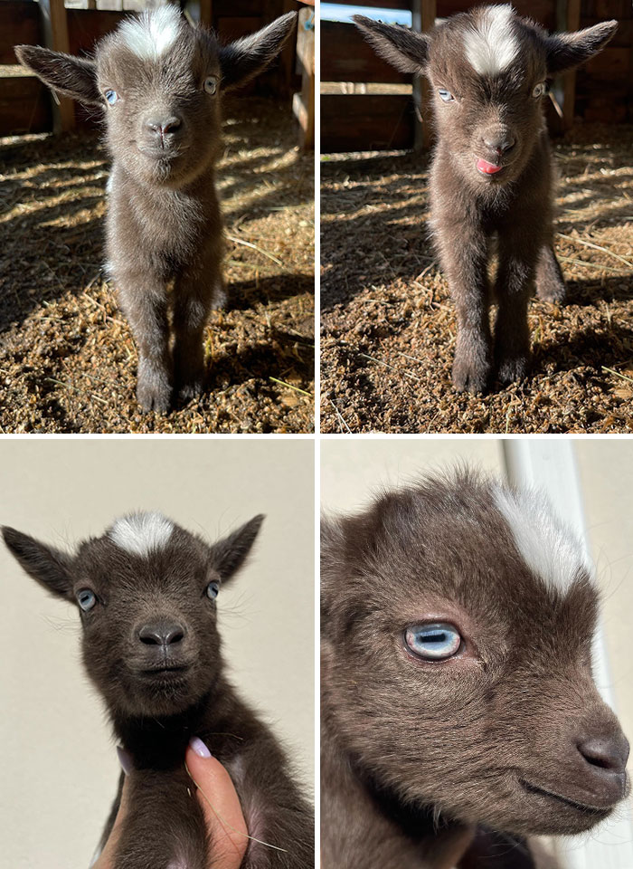 Baby Goat's Evolution From Birth, Up To 1 Month