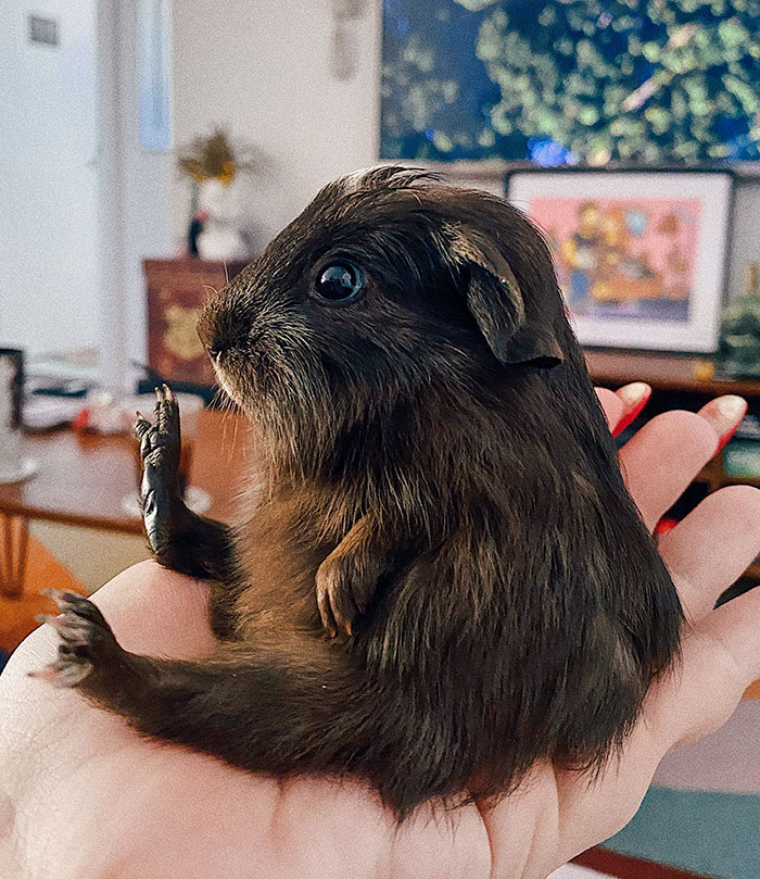 My 3-Week-Old Guinea Pig, Pippin