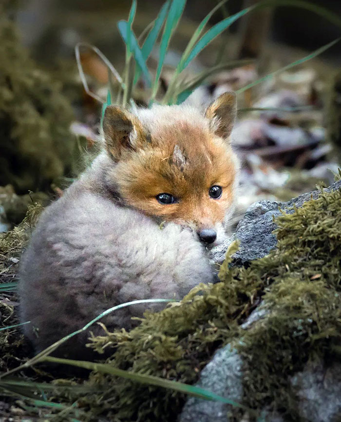 A Photo Of A Baby Fox, He Was About 1.5-2 Months Old