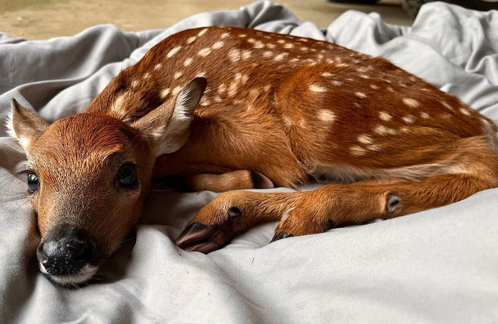 Today, I Had The Privilege Of Helping A Young Fawn. It's Important Not to Interfere If You Unexpectedly Find A Lone Baby Deer Unless That Baby Is In Distress