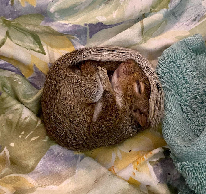 My Mom And I Found A Dangerously Dehydrated Baby Squirrel On The Sidewalk Yesterday. We Took Her Home, Cooled Her Off, And Gave Her A Pedialyte