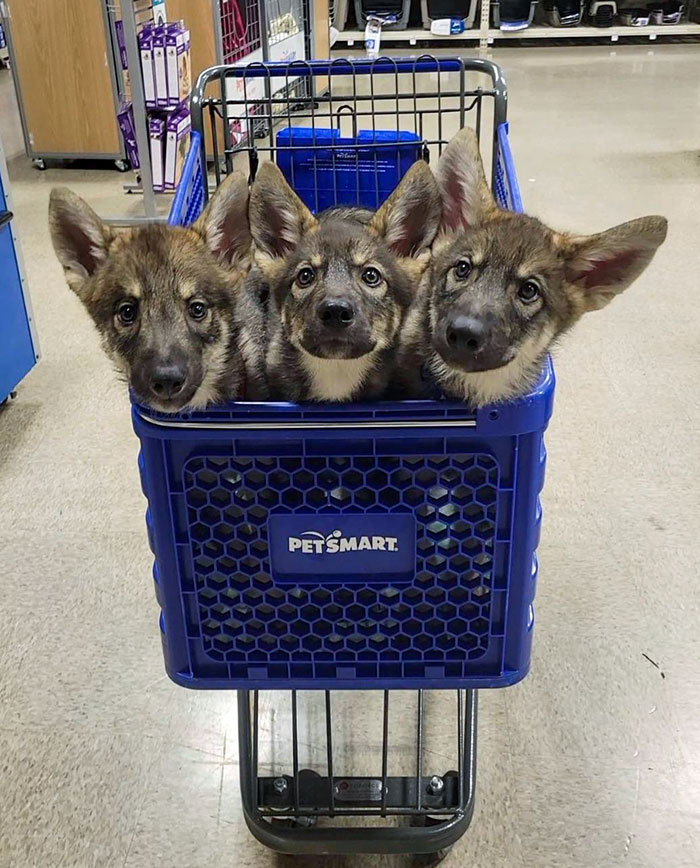 I Saw This Cute Cerberus At The Pet Store