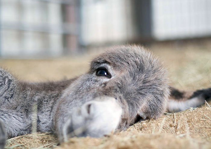 I Never Realized How Cute A Baby Donkey Was