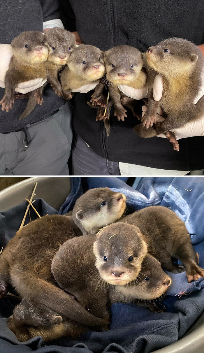Otter Pup-Date. Kanan And Takumi's Third Litter Of Otter Pups Are Now 7.5 Weeks Old