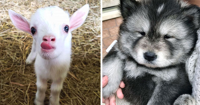 If You’re Having A Bad Day, These 50 Baby Animals Are About To Make It Much Better (New Pics)