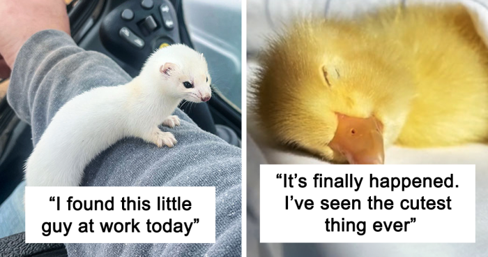 89 Adorable Baby Animals That Made The Internet A Better Place (New Pics)