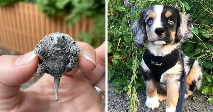 89 Adorable Baby Animals That Made The Internet A Better Place (New Pics)