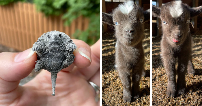 89 Of The Cutest Baby Animals To Ever Bless The Internet (New Pics)
