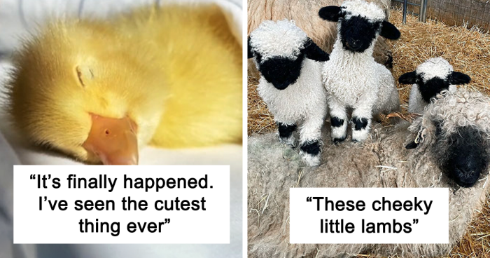 If You’re Having A Bad Day, These 89 Baby Animals Are About To Make It Much Better (New Pics)