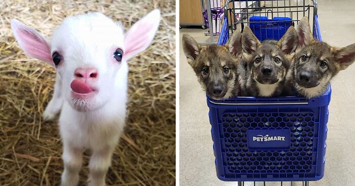 If You’re Having A Bad Day, These 89 Baby Animals Are About To Make It Much Better (New Pics)