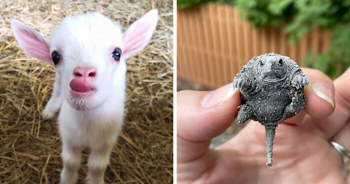 89 Of The Most Adorable Baby Animals That Have Won Over The Internet (New Pics)