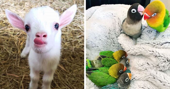 89 Of The Cutest Baby Animals To Ever Bless The Internet (New Pics)