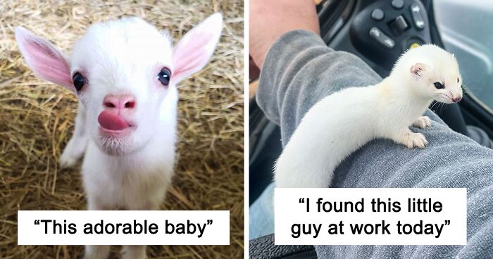 89 Baby Animals That Are Just Too Cute To Handle (New Pics)