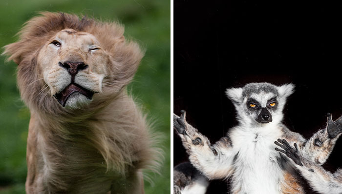 30 Unforgettable Animal Moments Captured Through My Lens