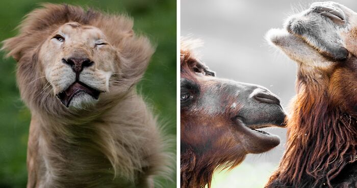 30 Unforgettable Animal Moments Captured Through My Lens